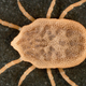 A bat tick, a variety of soft tick similar to the species used in the study.